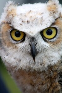 Nature portrait close up photo