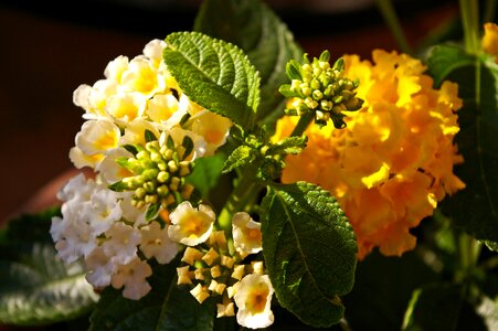 Yellow flower yellow flower