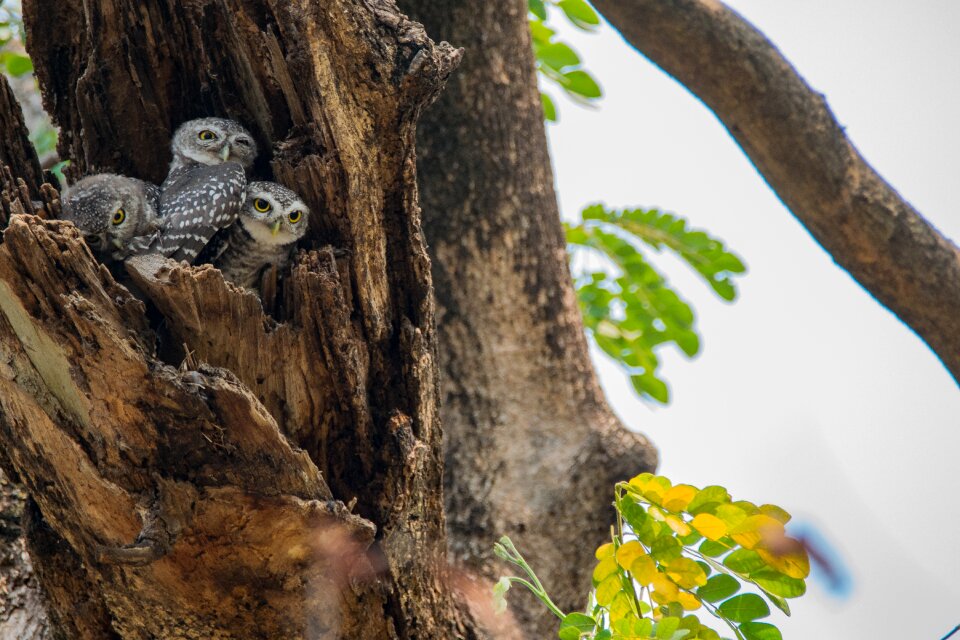 Bird southeast asia bird owlet
