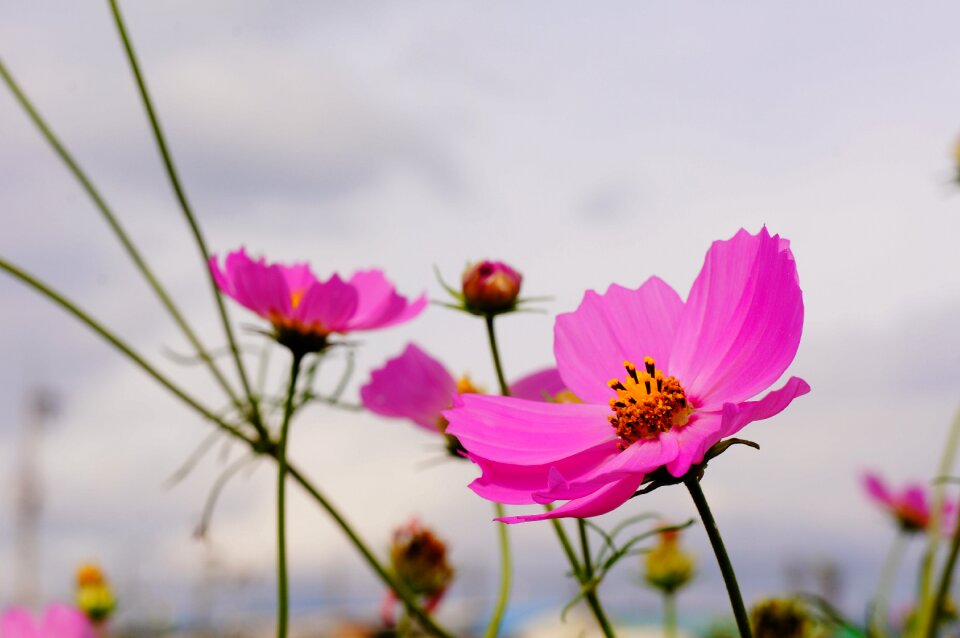 Cosmos flowers autumn