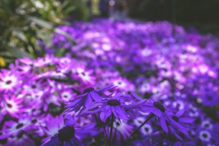 photo of purple petaled flowers in bloom photo