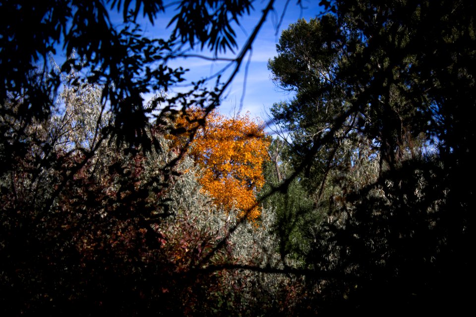 Billings, United states, Forest