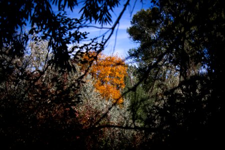 Billings, United states, Forest