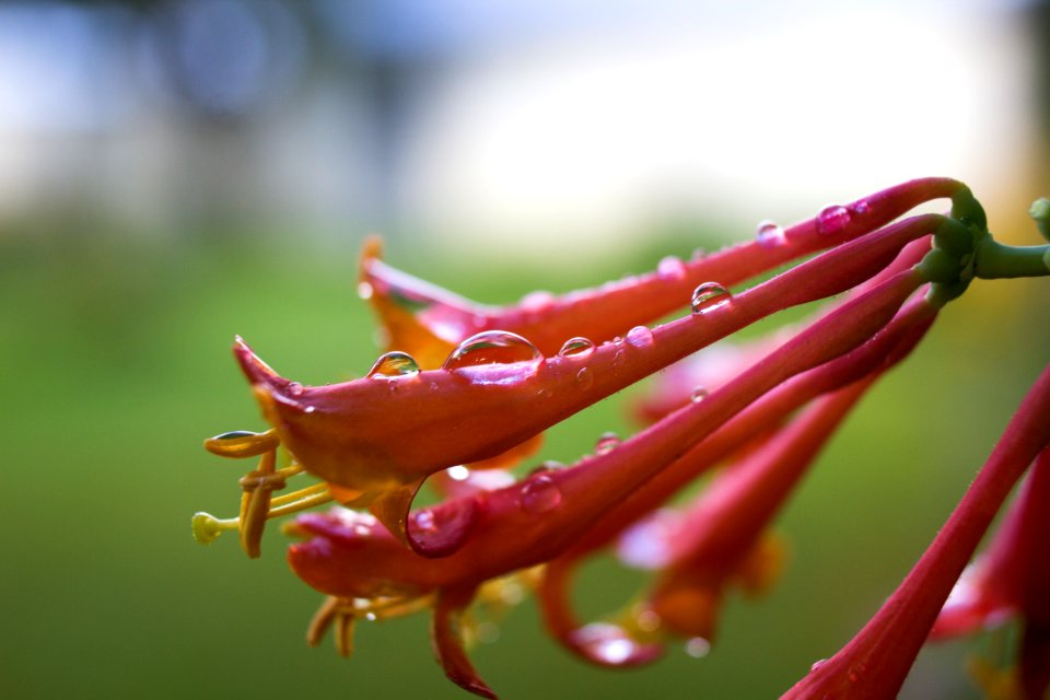 Kalispell, United states, Rain drop photo