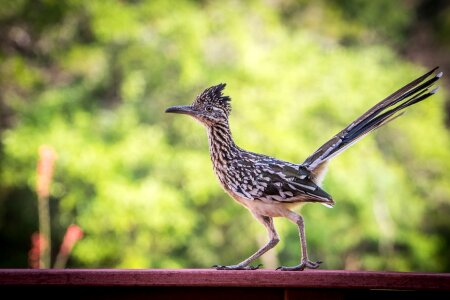 Nature portrait cuckoo family