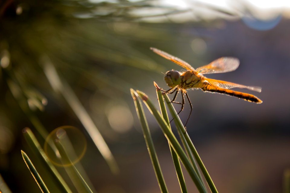 Billings, United states, Nature