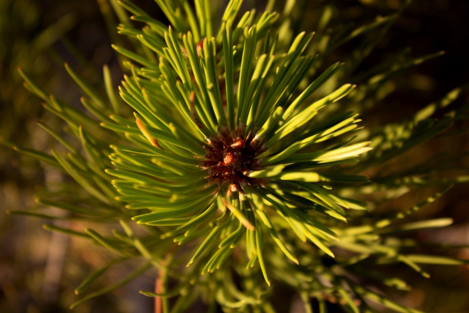 Nature, Circle, Life