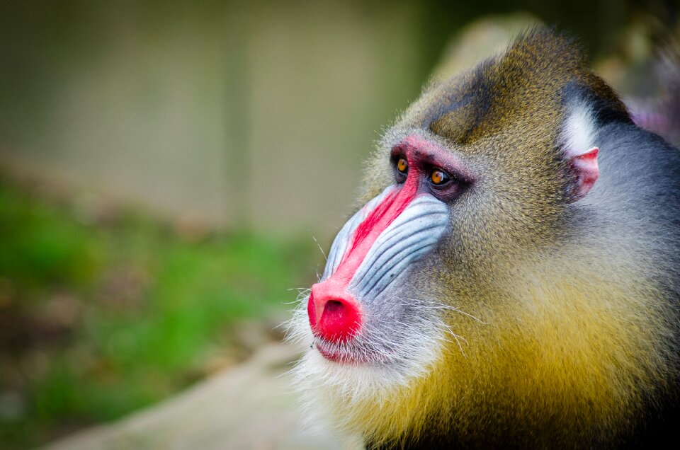 Monkey primate wildlife