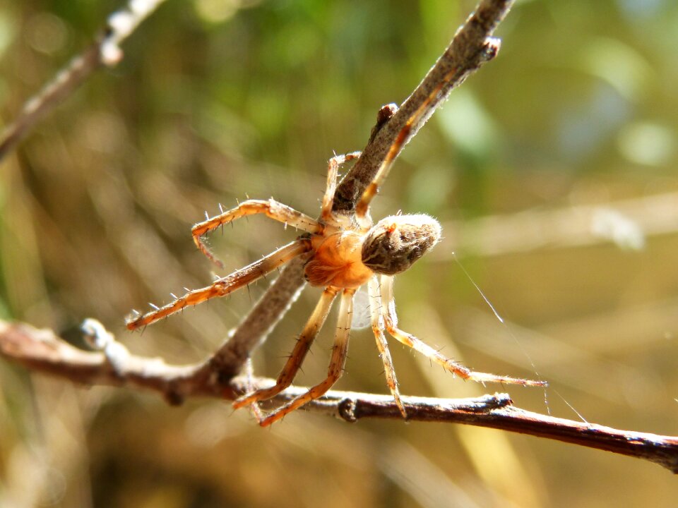 Detail branch arachnid