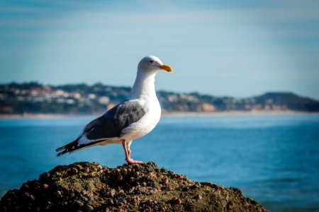 Malibu, United states, Ocean photo