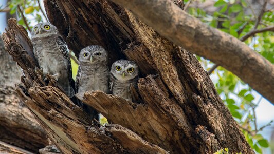 Bird southeast asia bird owlet