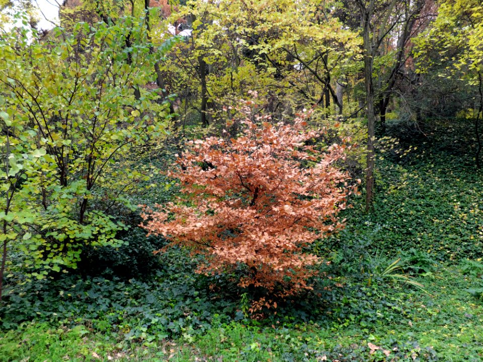 Parque del capricho, Green, Branches