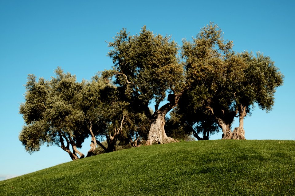 Parque juan carlos i, Madrid, Spain