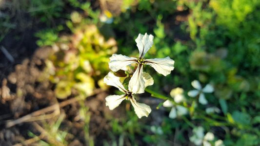 Brassicaceae rugula eruca vesicaria