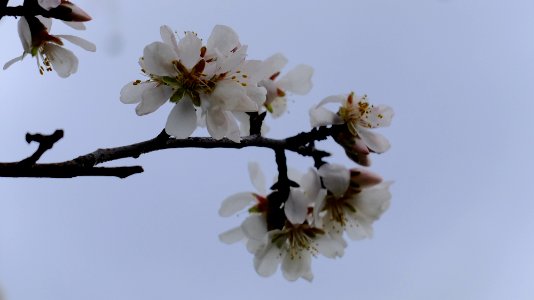 Tres, Branches, Branch