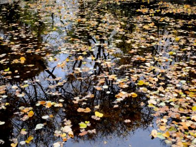 Garden, Forest, Autumn