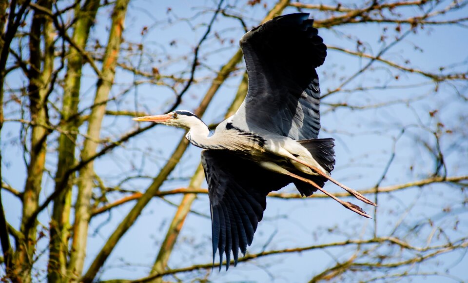 Feather flight heron