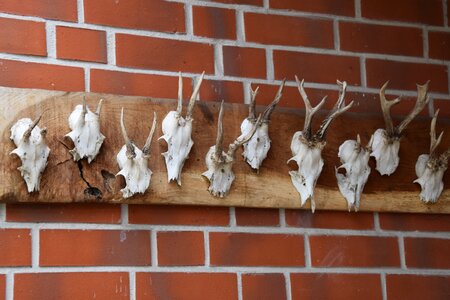Hunter deer antlers