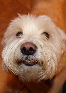 Puppy furry nose photo