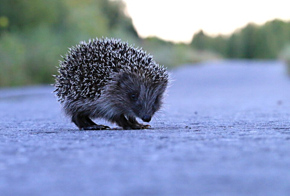 Little animal view