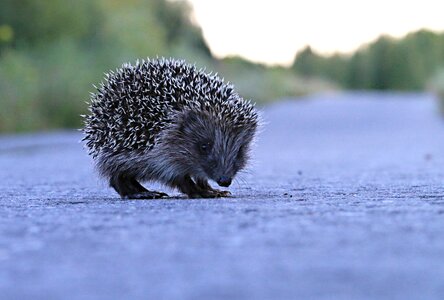 Little animal view