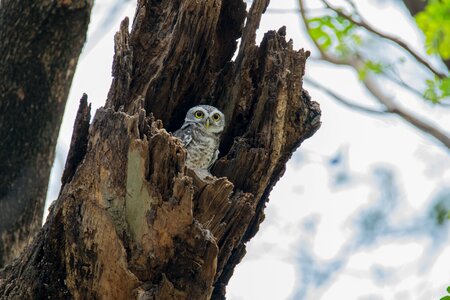 Bird southeast asia bird owlet