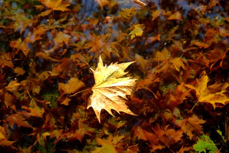 Brown, Leaf, Autumn photo