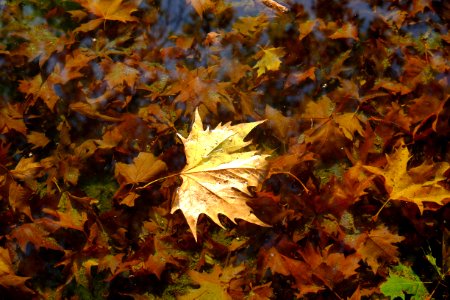 Brown, Leaf, Autumn
