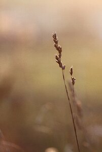 Sunny the background vegetation