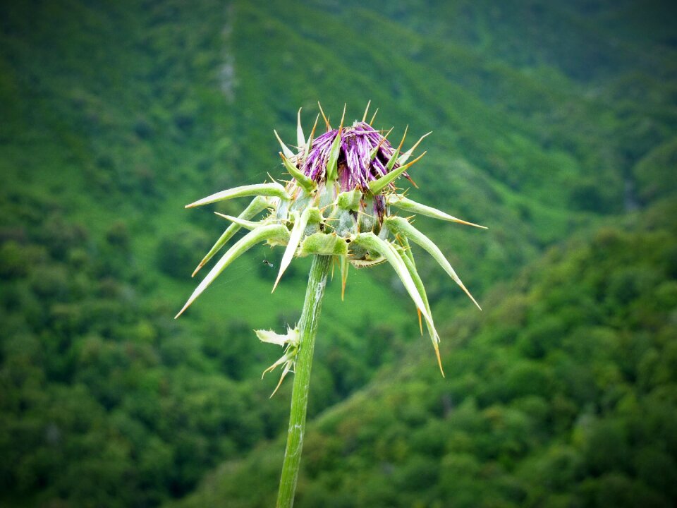 Blossom bloom wild plant