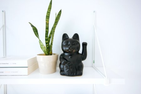 black manekineko cat near white potted green leaf plant photo