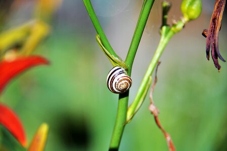 Halm close up animals