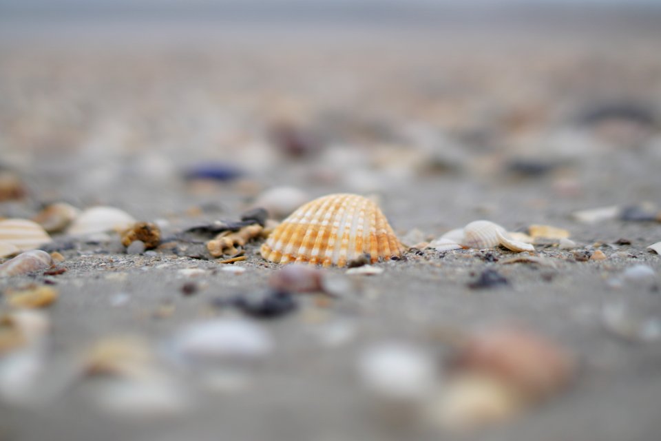 Saintjacutdelamer, France, Shell