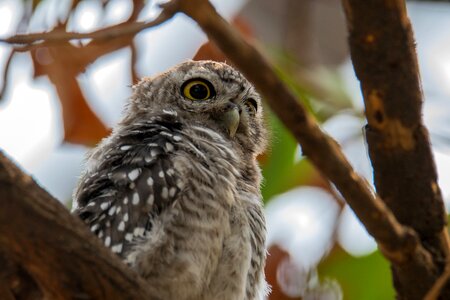 Bird southeast asia bird owlet