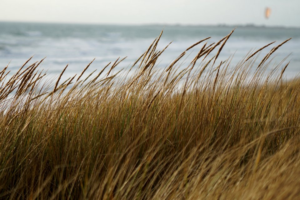 Grass, Vegetation, Sea