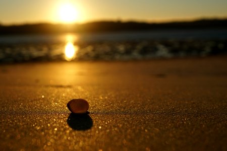 Sunset, Shell, Sea