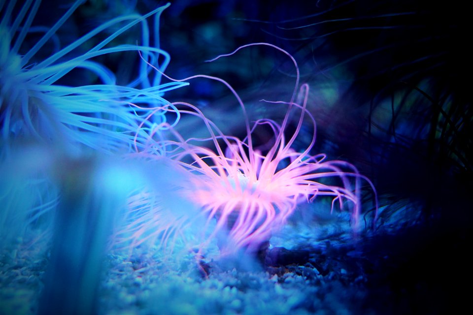 Underwater, Fish, Pink