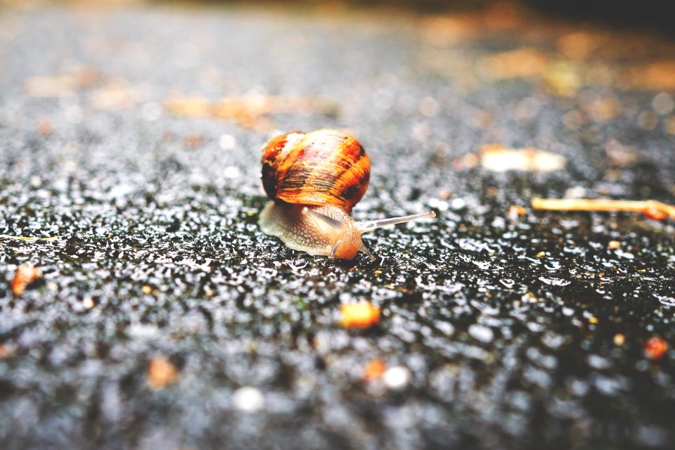 focus photography of brown snail