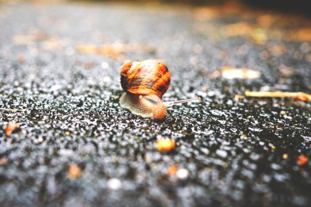 focus photography of brown snail