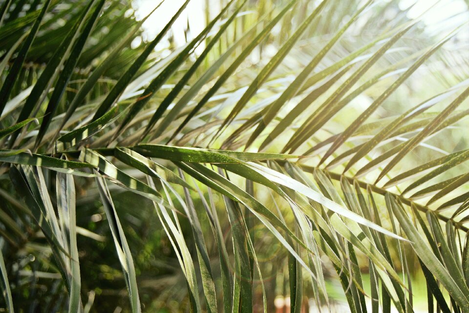 Evergreen focus garden
