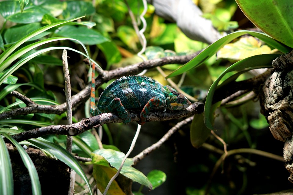 green animal on tree photo