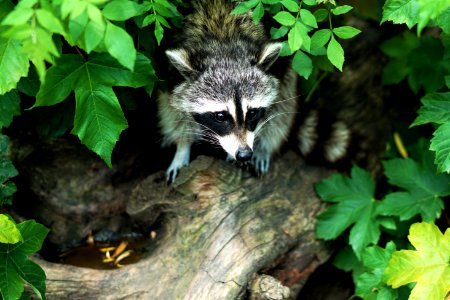 gray and black raccoon on tree log