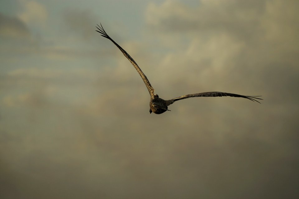 Liftoff, Feathers, Feather