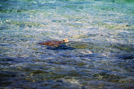 animal swimming on water photo