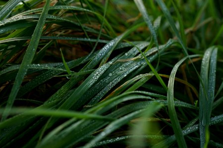 Garden, Green, Grass