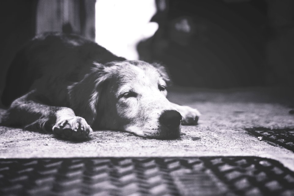 Road, Dog, Sleeping