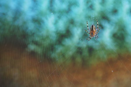 brown and black spider on web photo