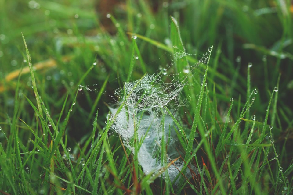 Dinan, France, Spider web