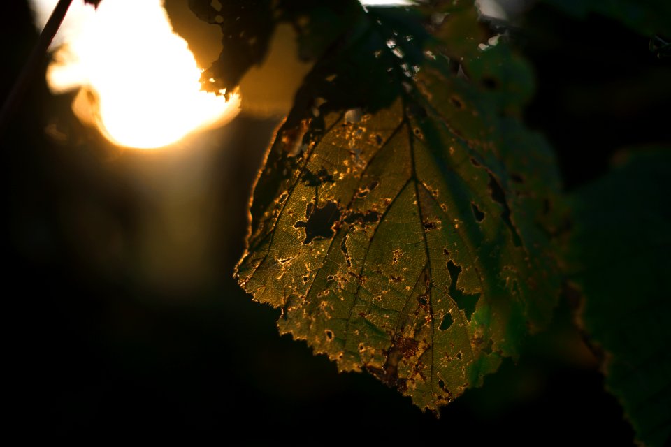 Dinan, France, Transparency