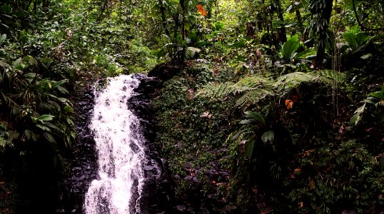 Guadeloupe, Jungle, Ferns photo